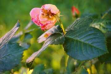 Pinke Rosen vor Wiese im Garten bei Sonne am Abend im Frühling
