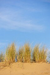 Golden dune grass on the beach sand with glue sky
