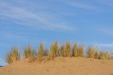 Golden dune grass with glue sky background