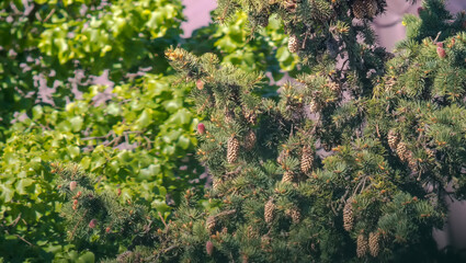 Duży, stary, rozłożysty świerk. Wiosna w mieście, starożytne drzewo iglaste z dużą ilością szyszek. Duży świerk w kwietniowy poranek. © Grzegorz