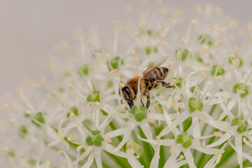 Pszczoła na białych ozdobnych kwiatach czosnku. Znany ze swojej pracowitości owad chętnie zbiera nektar (i pyłek) z kwiatów czosnku ozdobnego.