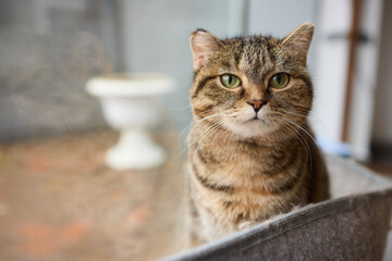 cute cat laying in wall glass mounted bed.