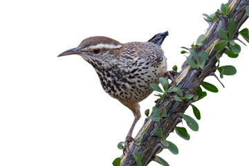 Cactus Wren (Campylorhynchus brunneicapillus) Photo, Perched on an Ocotillo (Fouqieria splendent) Branch, Against a Transparent PNG Background