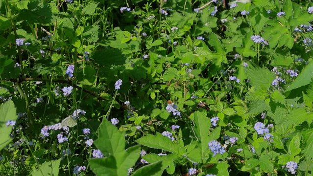 Green Veined White Butterflies Fluttering From Flower to Flower