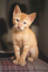 beautiful baby portrait of orange short hair cat. The European cat was domesticated in ancient Mesopotamia from the African wild cat (Felis Lybica).