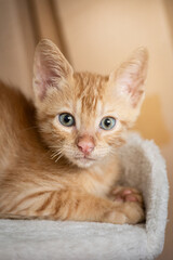 beautiful baby portrait of orange short hair cat. The European cat was domesticated in ancient Mesopotamia from the African wild cat (Felis Lybica).