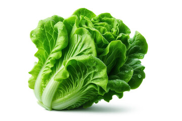 Green lettuce head organic leafy vegetables