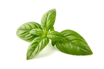 Sweet basil herb leaves, close-up, isolated on white background. Fresh Genovese basil