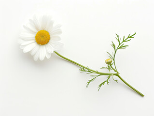 White Flower Isolated on White Background, Generative AI Illustration