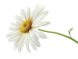 White Flower Isolated on White Background, Generative AI Illustration
