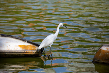 Little Egret (Egretta garzetta) - Commonly Found in Europe, Asia, Africa