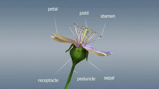 Parts of a flower