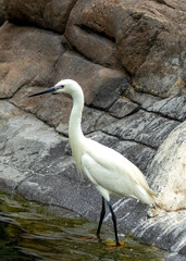 Little Egret (Egretta garzetta) - Commonly Found in Europe, Asia, Africa