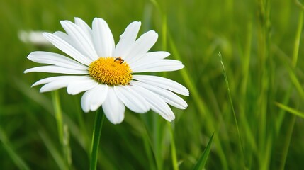 A beautiful chamomile flower with white petals and a yellow center. The flower is in focus, with a blurred background of green grass.