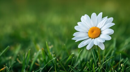 A beautiful chamomile flower with white petals and a yellow center. It is in focus and has a blurred background.
