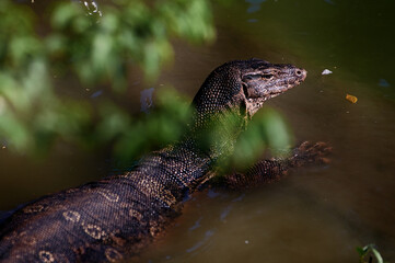 The Asian water monitor (Varanus salvator) is a large varanid lizard native to South and Southeast...