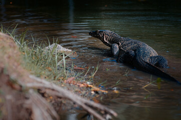 The Asian water monitor (Varanus salvator) is a large varanid lizard native to South and Southeast Asia.