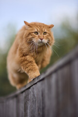 A ginger cat on a fence, with vibrant fur and agile posture under sunlight