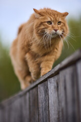 A ginger cat on a fence, with vibrant fur and agile posture under sunlight