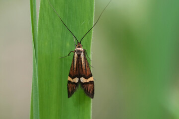 Closeup on a European yellow-barred longhorn moth, Nemophora degeerellahanging on a straw of grass