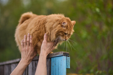 A ginger cat on a fence, with vibrant fur and agile posture under sunlight