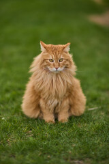 Fluffy orange cat in grass, mouth open, with whiskers, tail, and snout