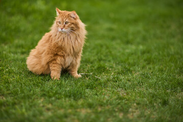 Fluffy orange cat in grass, mouth open, with whiskers, tail, and snout