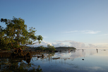 Landscape with mangrove trees on low tide coral beach.