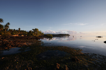 Landscape with mangrove trees on low tide coral beach.