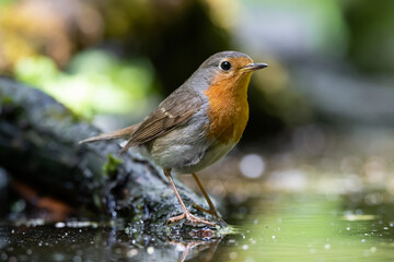 A robin is a bird at dawn on a forest lake
