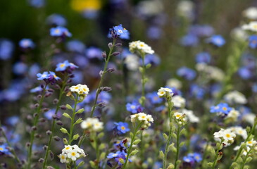 Weiße und hellblaue Vergissmeinnicht im Frühling
