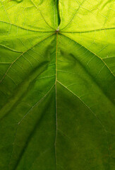 Natural background, green leaf close up