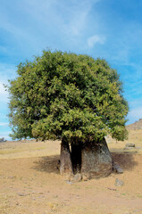 A lonely tree with a thick and short trunk.