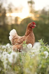 A photo of a domestic chicken in a dandelion field.