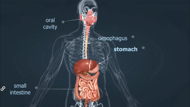 Human digestive system anatomy