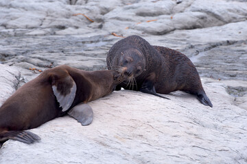 Obraz premium Seal on rock