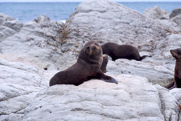 Seal on rock