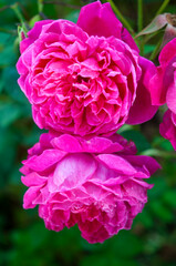 Organic Magenta Rose Bathed in Natural Sunlight
