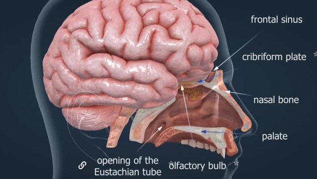 Nose, the mechanism of smelling and olfactory organs
