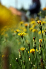 Obraz premium Yellow flowers in the field.