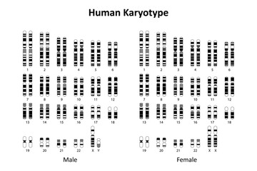 Human Karyotype (male and female)	