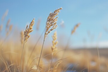 Fototapeta premium golden wheat field in summer