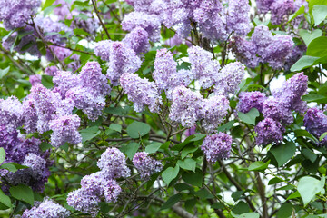 Fototapeta premium Blooming violet lilac tree on beautiful spring day