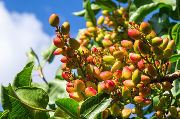 Maturation in Detail: Cluster of Pistachios on the Branch.