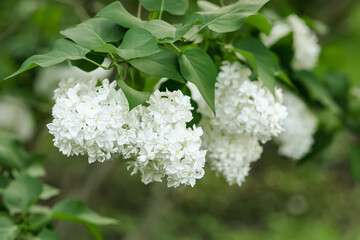 Blooming white lilac tree on beautiful spring day