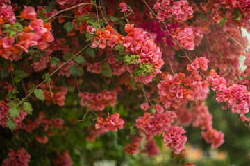 Red flowers of Bougainvillea spectabilis growing in garden. Shallow DOF, closeup.