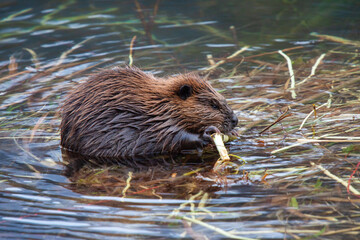 Side view of Beaver chewing on a stick