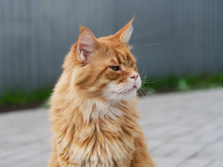 A portrait of a red Maine Coon cat sitting outside. Close up.