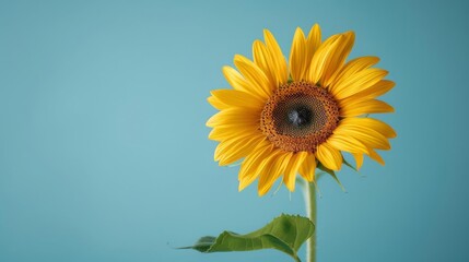 Vibrant Yellow Sunflower in Pop Art Style on Blue Background