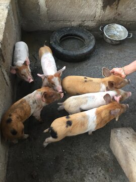Camada de cerdos, familia de cerdos, cerditos, cerdos manchados
